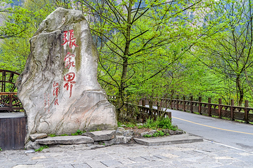 金鞭溪峡谷第 19 张图片