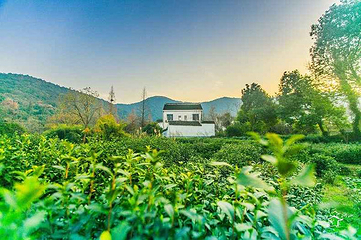 树山生态村第 6 张图片