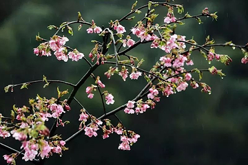明月山花海原居第 30 张图片