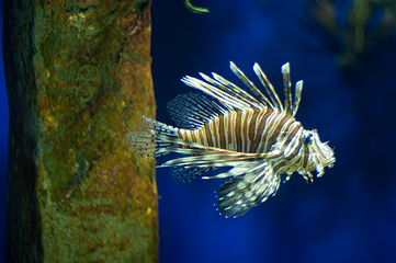 奥杜邦美洲水族馆第 4 张图片