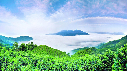 南山茶海景区第 8 张图片