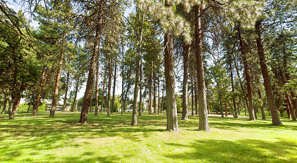 波特兰森林公园