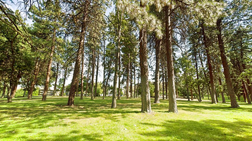 波特兰森林公园