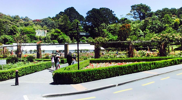 Lady Norwood Rose Garden