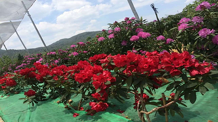 名花谷第 35 张图片