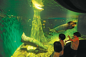 吉隆坡城中城水族馆第 21 张图片