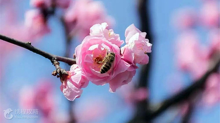 泗水梅园第 3 张图片