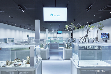 大阪 水生美世界NIFREL第 8 张图片
