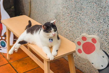 猴硐猫村第 15 张图片
