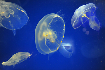 三亚亚特兰蒂斯失落的空间水族馆第 165 张图片
