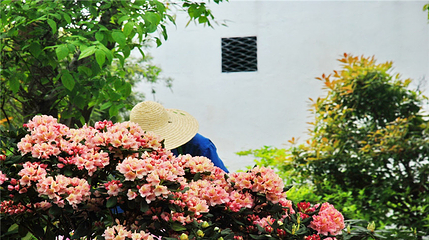 上房园艺·梦花源第 25 张图片