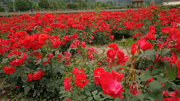 七朵玫瑰园