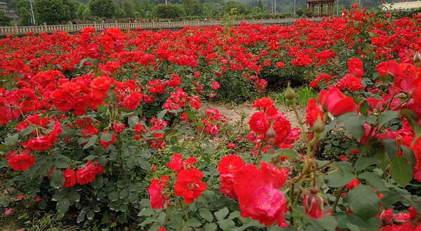 七朵玫瑰园
