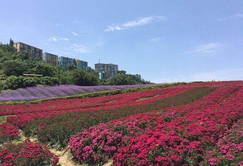 清溪谷旅游区-花田酒地景区第 46 张图片