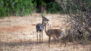 桑布鲁自然保护区
