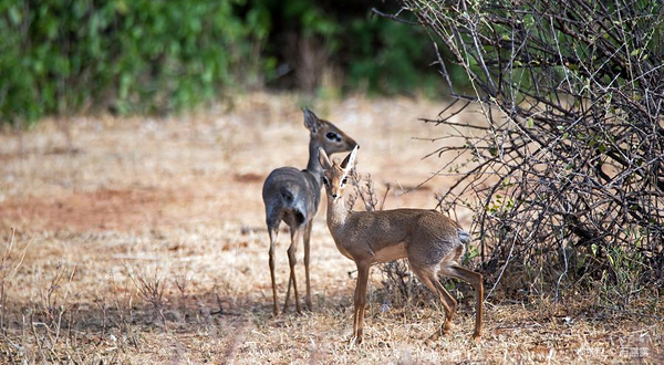 桑布鲁自然保护区