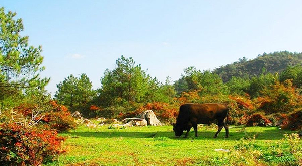 重庆千野草场景区