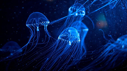 海上世界第 9 张图片
