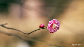 九峰山网岙景区