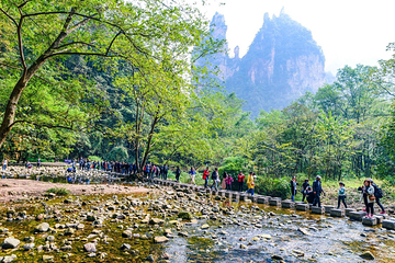 金鞭溪峡谷第 20 张图片