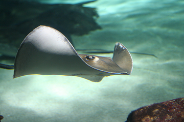 奥杜邦美洲水族馆第 18 张图片