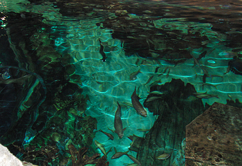 莱利大烟山水族馆第 18 张图片