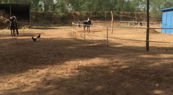 山西省太原市清徐县桃园马场