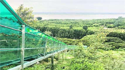 孤柏渡黄河塬休闲旅游区第 1 张图片
