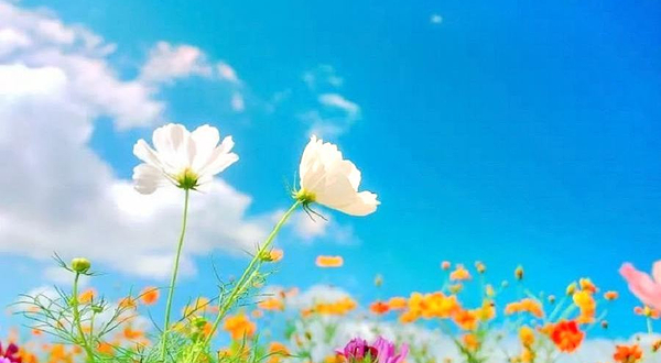 深圳花田盛世·团建野炊·烧烤采摘农家乐