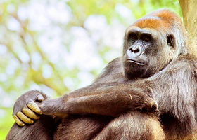 亚特兰大动物园