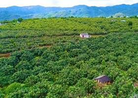 德宏州陇川农场陇把分场