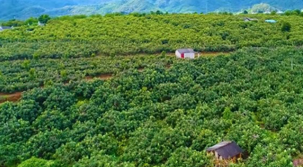 德宏州陇川农场陇把分场