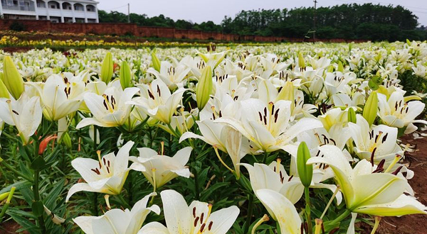 鄱湖百合园
