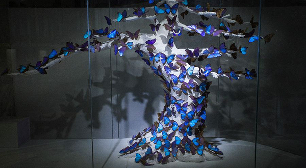 世界昆虫博物园