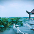 金湖荷花荡景区