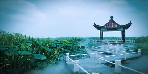 金湖荷花荡景区第 1 张图片