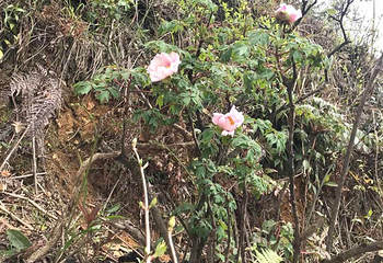 雷山丛林国际牡丹园第 26 张图片