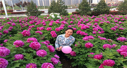 北京牡丹园第 12 张图片