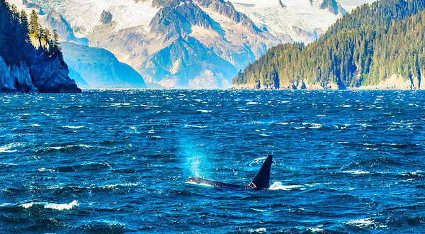 基奈峡湾国家公园