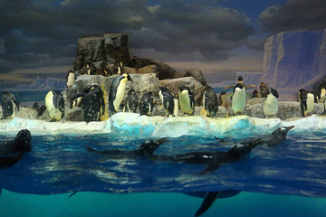 名古屋港水族馆第 14 张图片