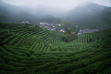 杭州龙坞茶村第 18 张图片