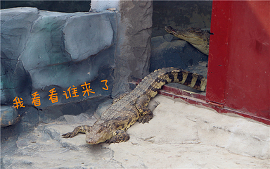 宿州野生动物园第 117 张图片