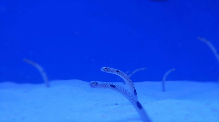 海合安武汉极地海洋公园第 420 张图片