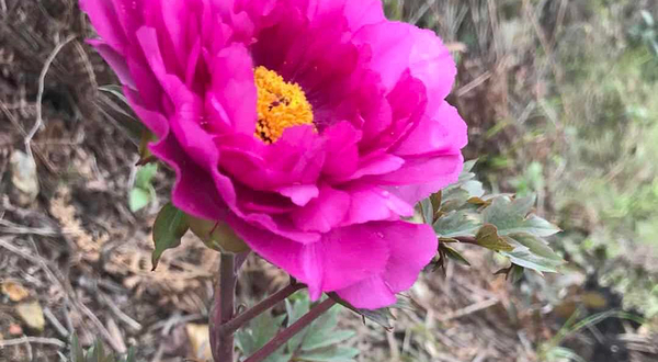 雷山丛林国际牡丹园