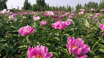 航天农业牡丹园