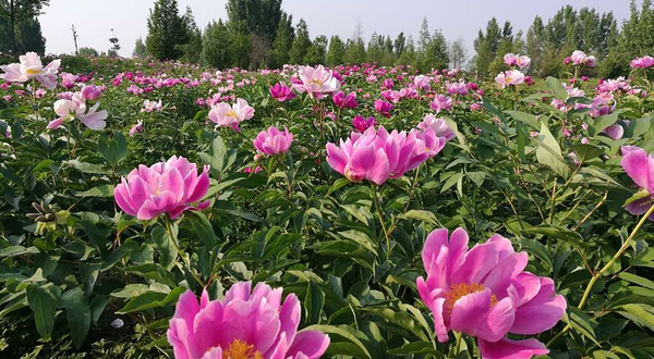 航天农业牡丹园