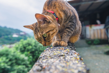 猴硐猫村第 7 张图片