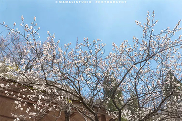 齐山风景区第 6 张图片
