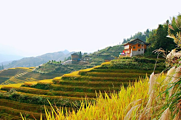 龙脊梯田风景名胜区-金坑梯田第 20 张图片