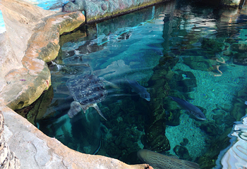 伯恩茅斯水族馆第 10 张图片